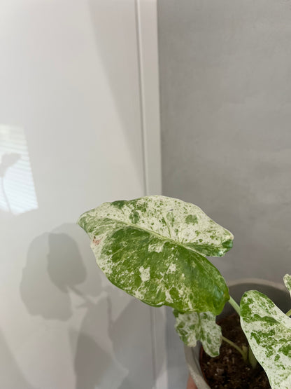 Alocasia Odora Variegata Batik