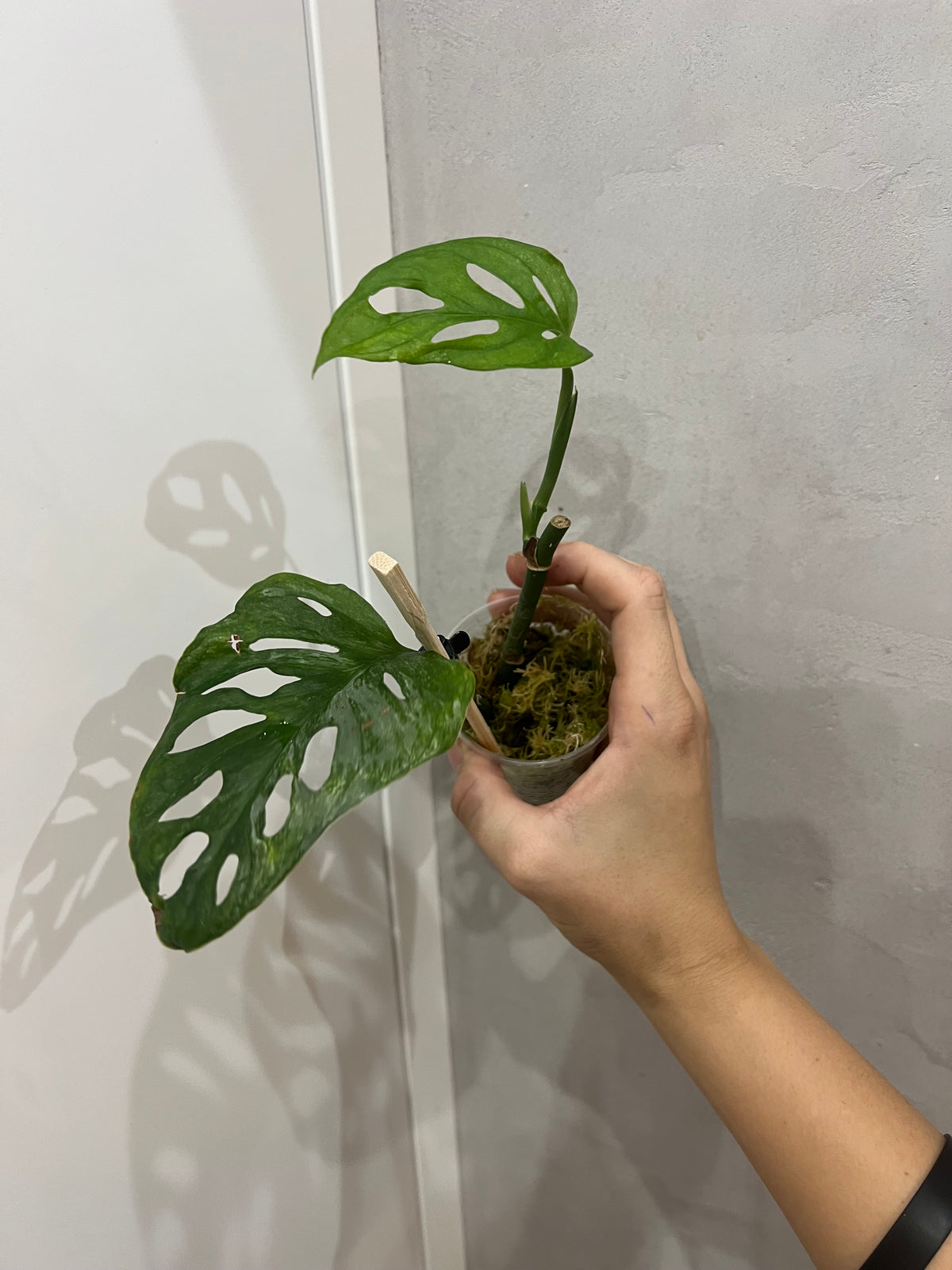 Monstera adansonii mint