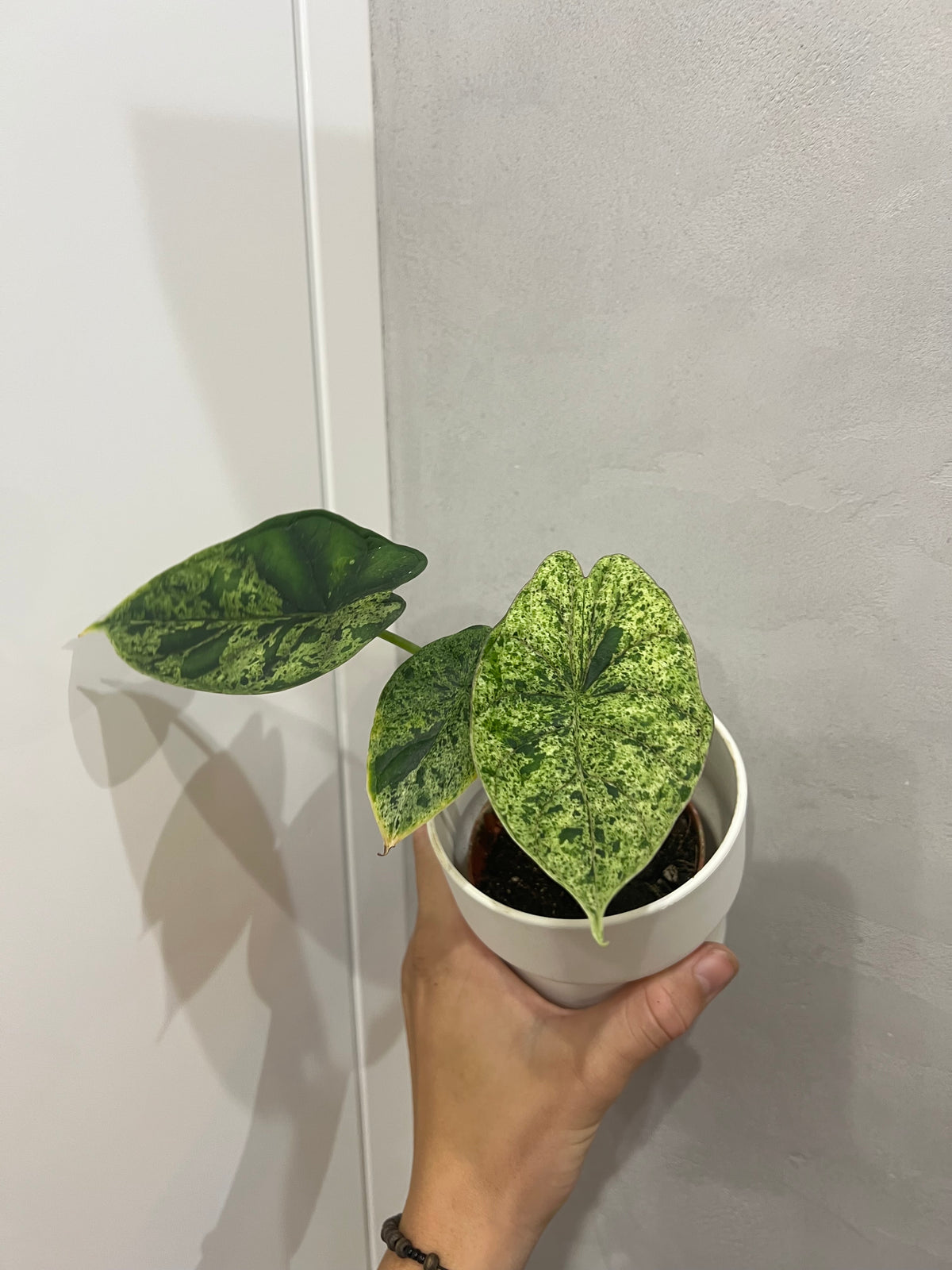 alocasia dragon scale mint