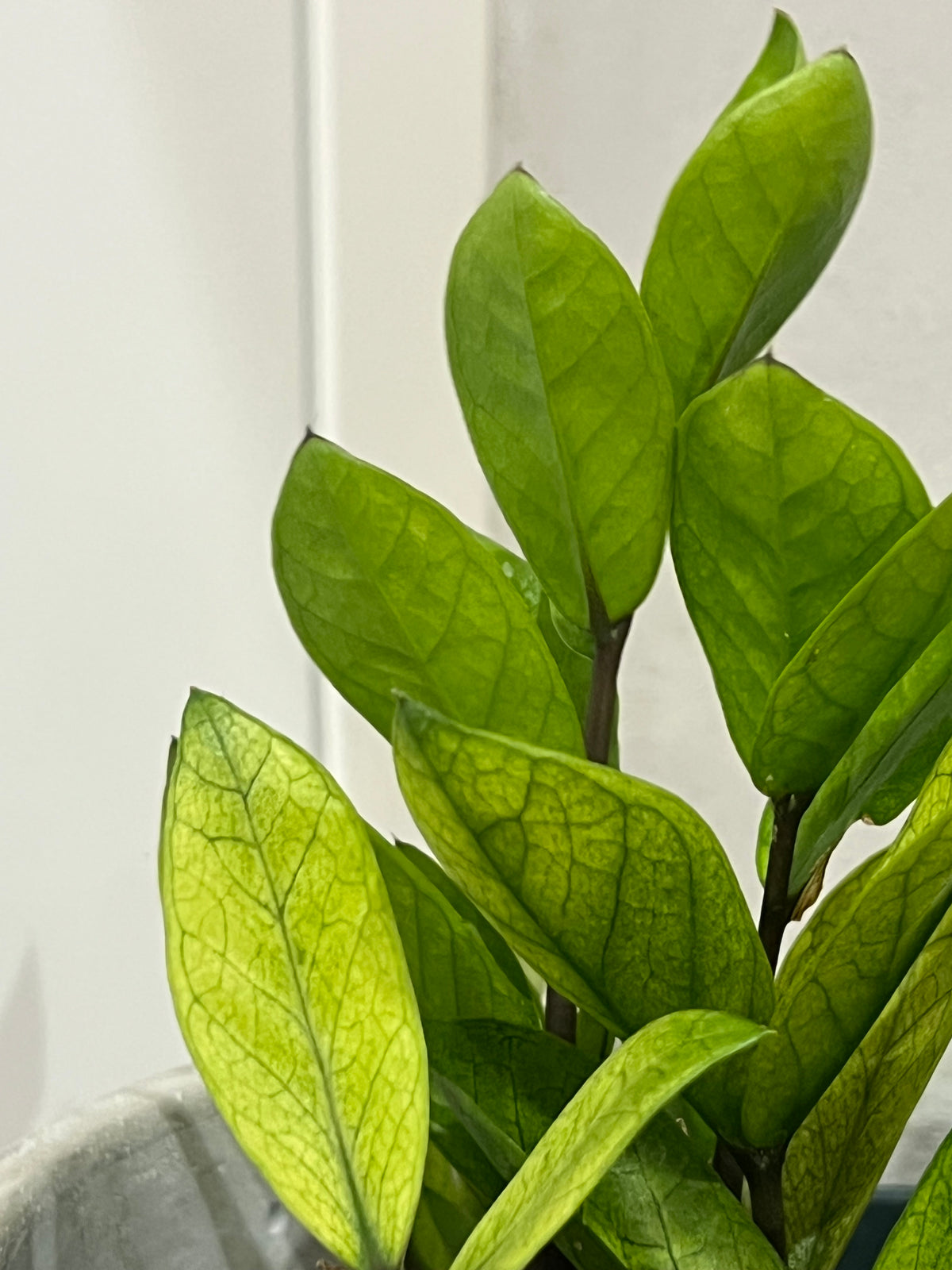Zamioculcas chameleon mint variegated