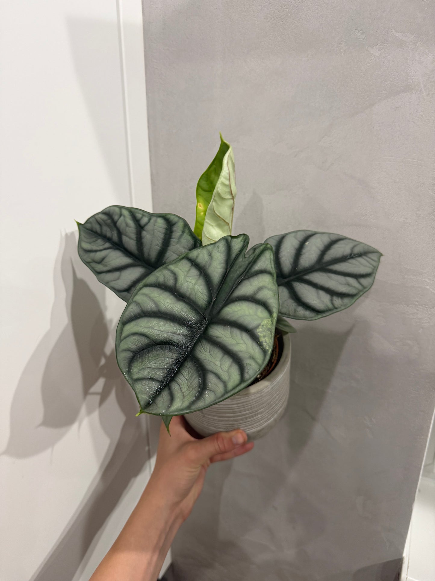 Alocasia Silver Dragon
