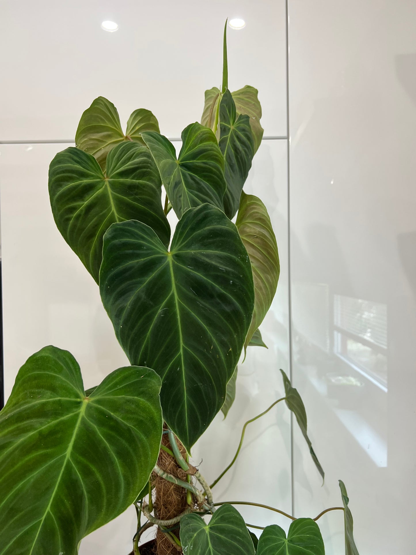 Philodendron splendid