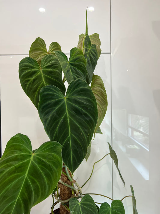 Philodendron splendid