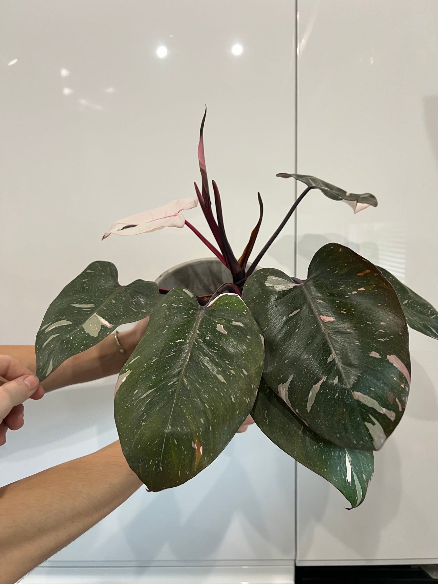 Philodendron red anderson pink