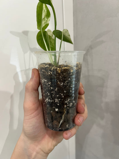 Epipremnum pinnatum marble variegated