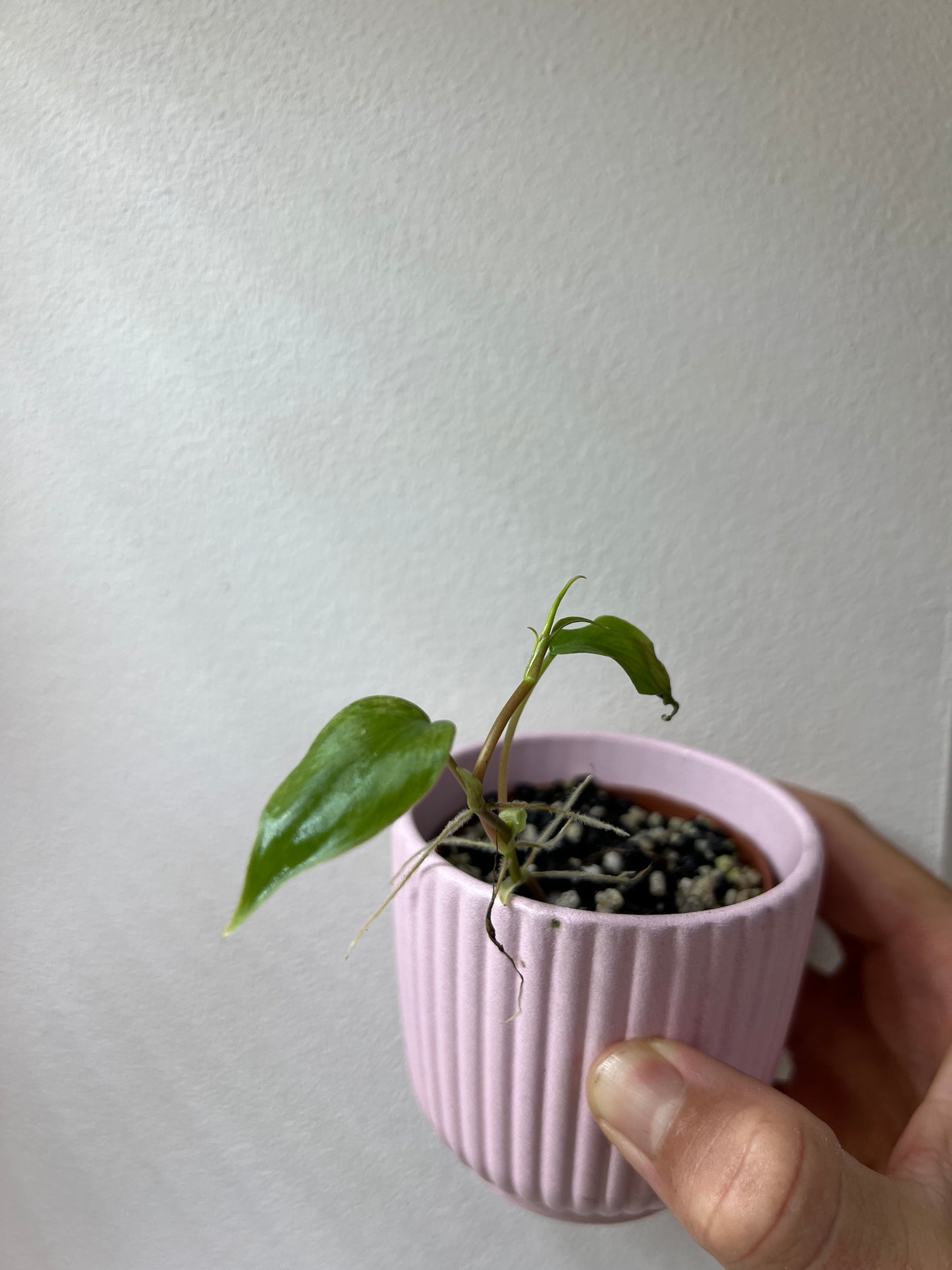 Philodendron micans mint variegated
