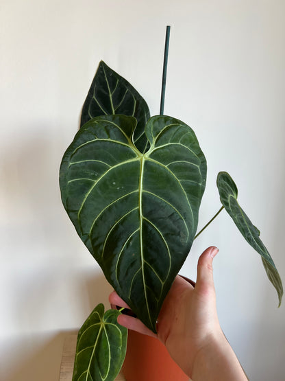 Anthurium regal