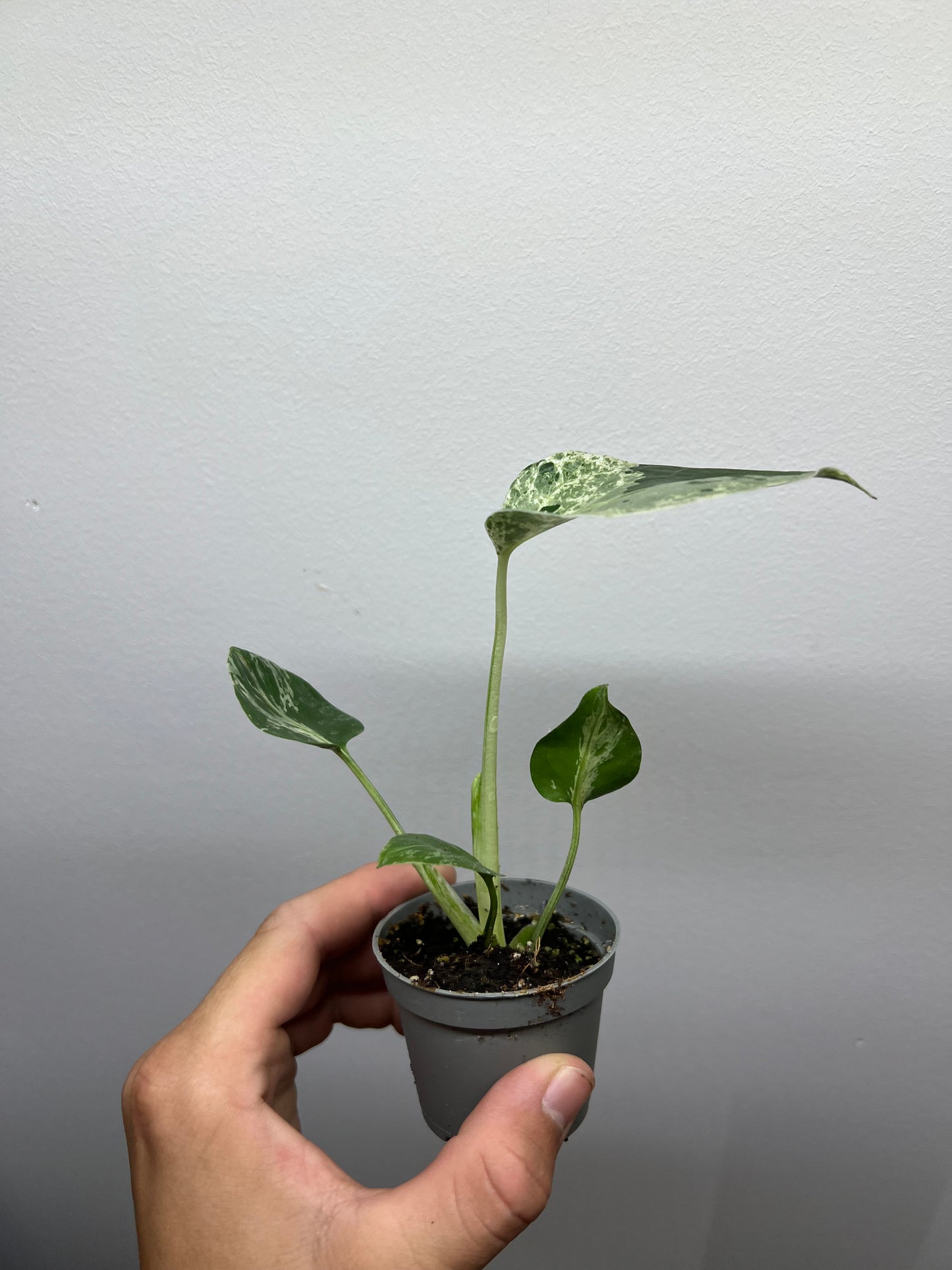Monstera deliciosa Bulbasaur