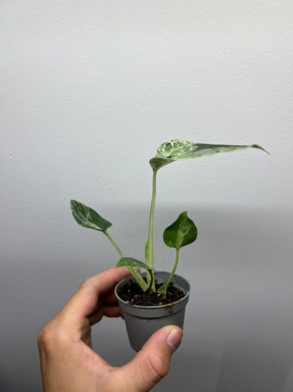 Monstera deliciosa Bulbasaur