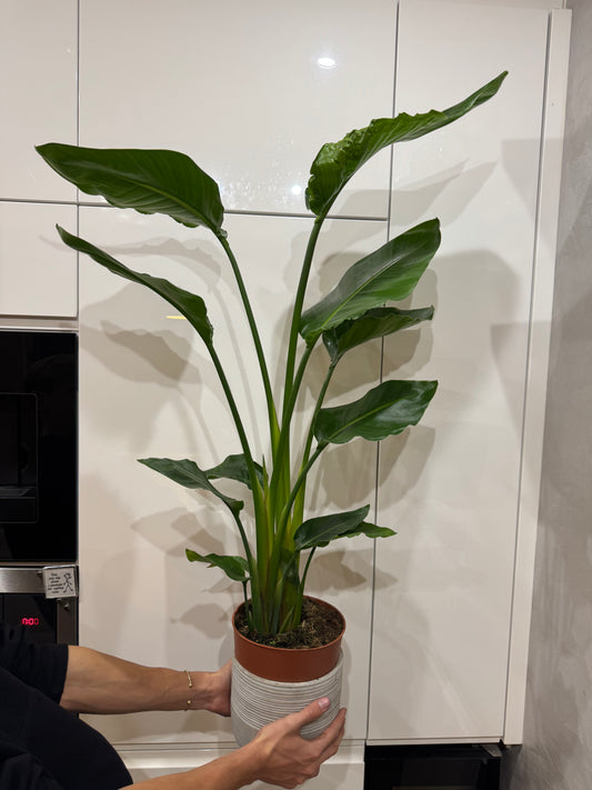 Strelitzia nikolai (cca 110cm) Č 1