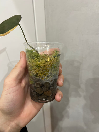 Philodendron micans variegated