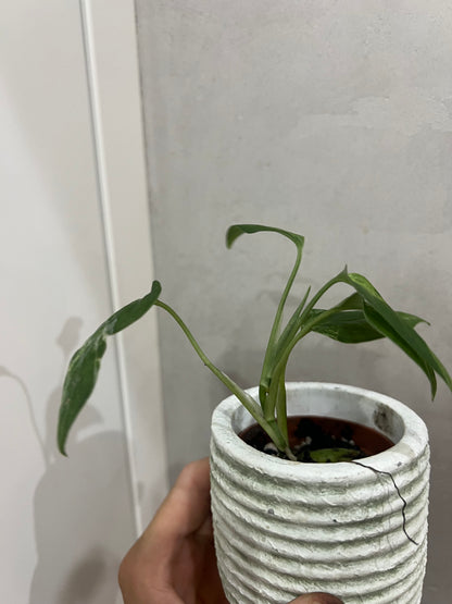 Monstera Indonesian Marble Variegata