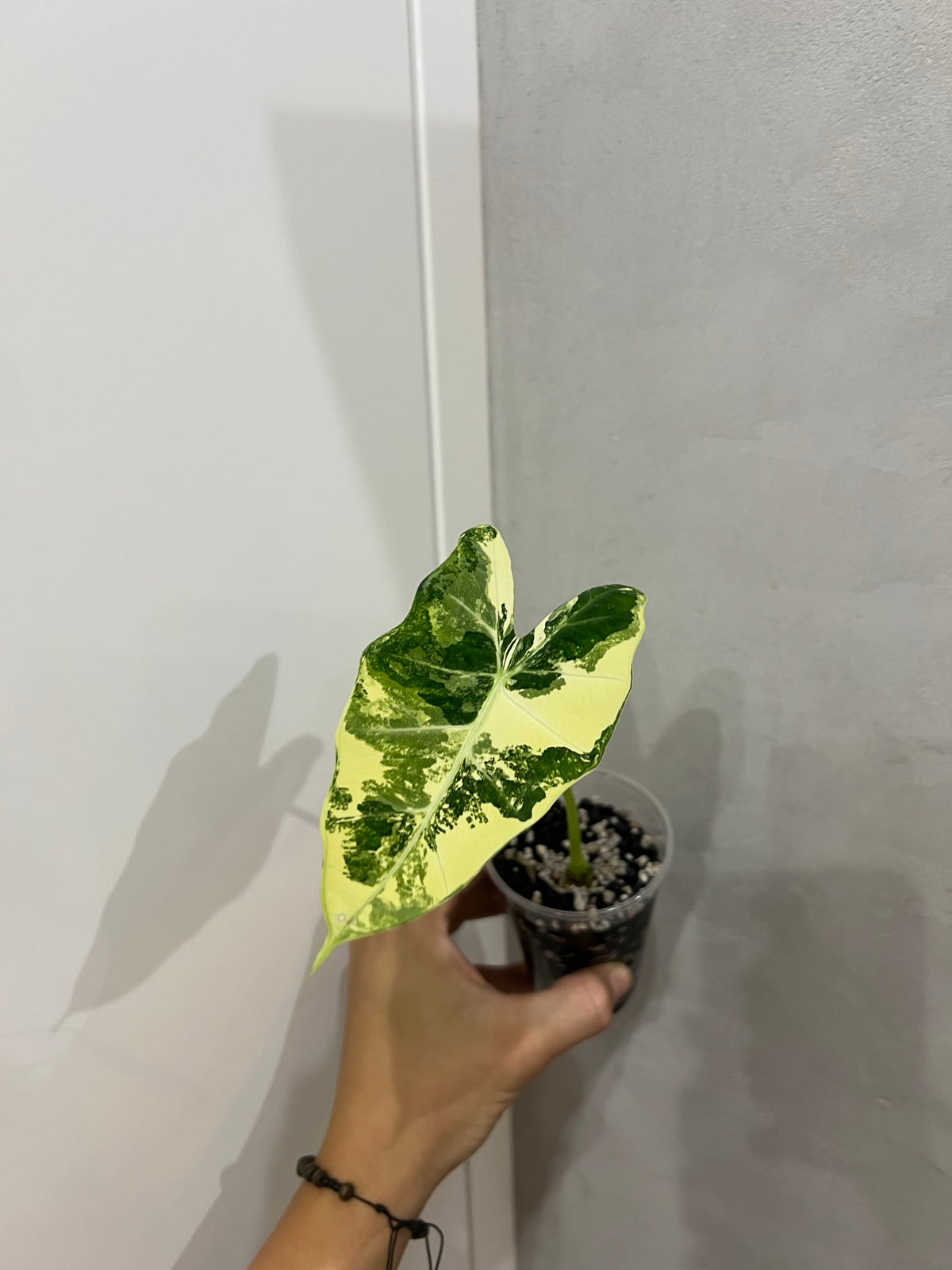 Alocasia frydek variegated