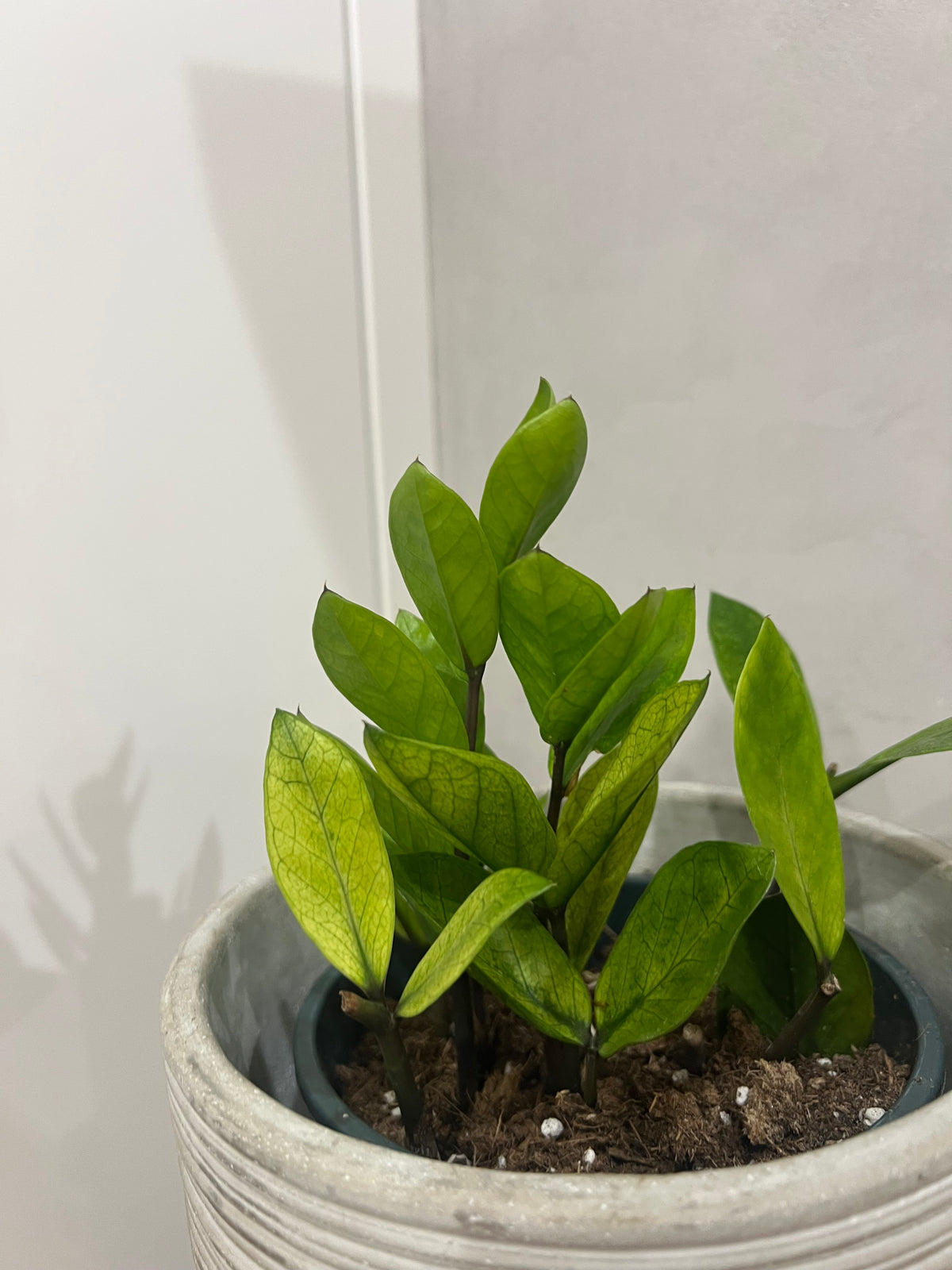 Zamioculcas chameleon mint variegated