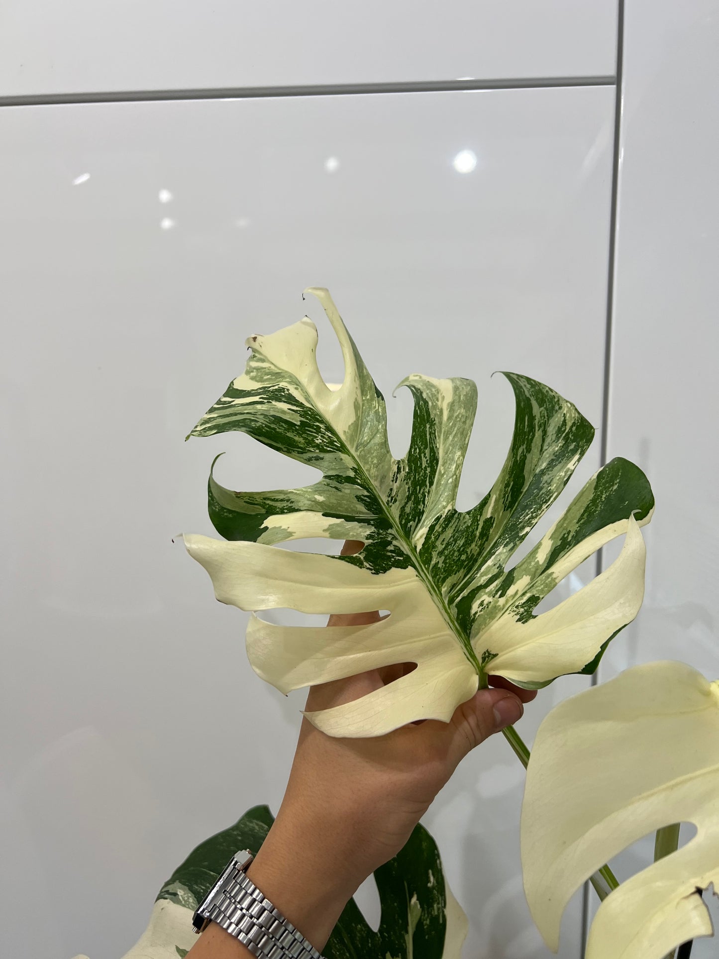 Monstera albo variegated