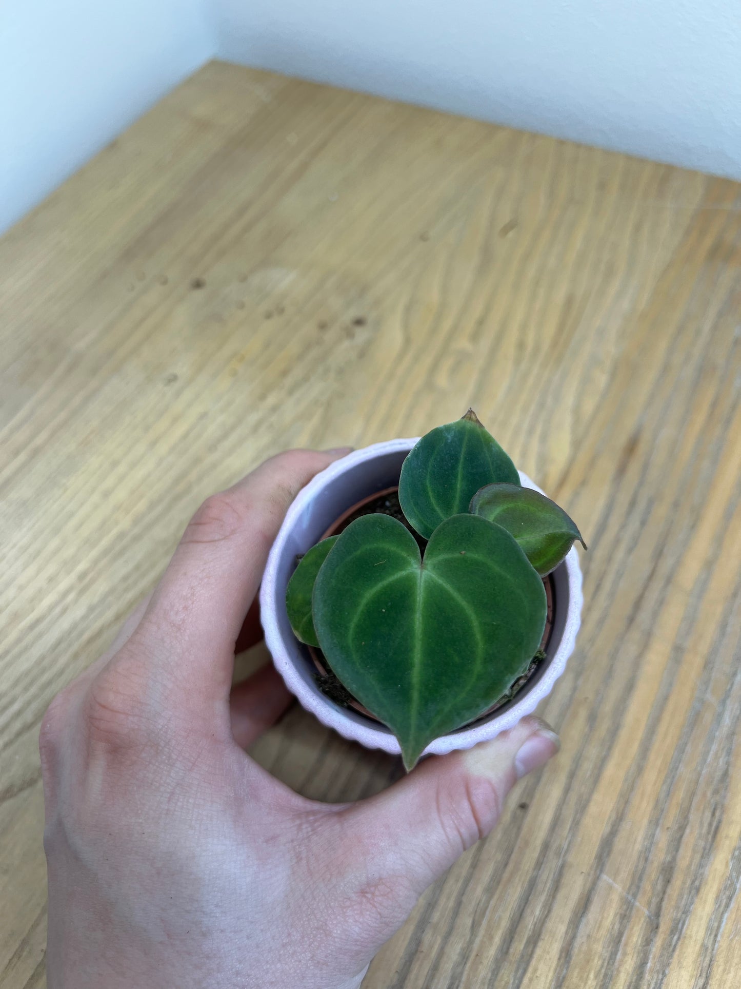 Anthurium clarinervium