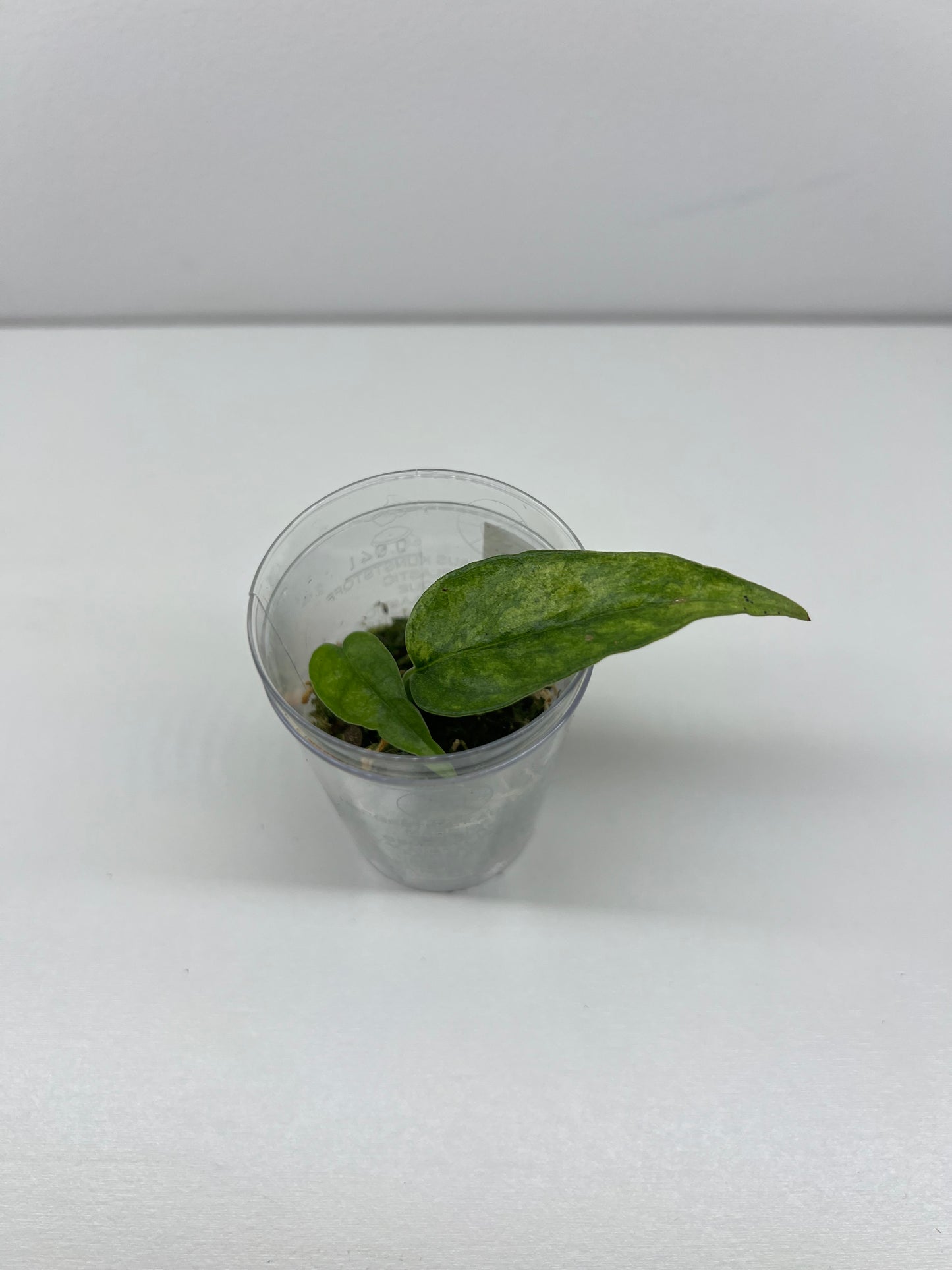 Epipremnum pinnatum 'Yellow Mint'