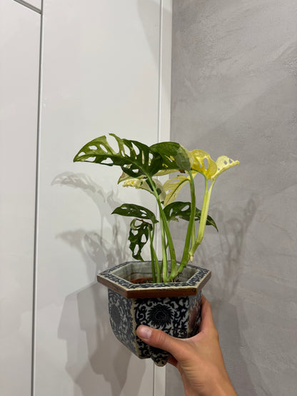 Monstera adansonii variegata