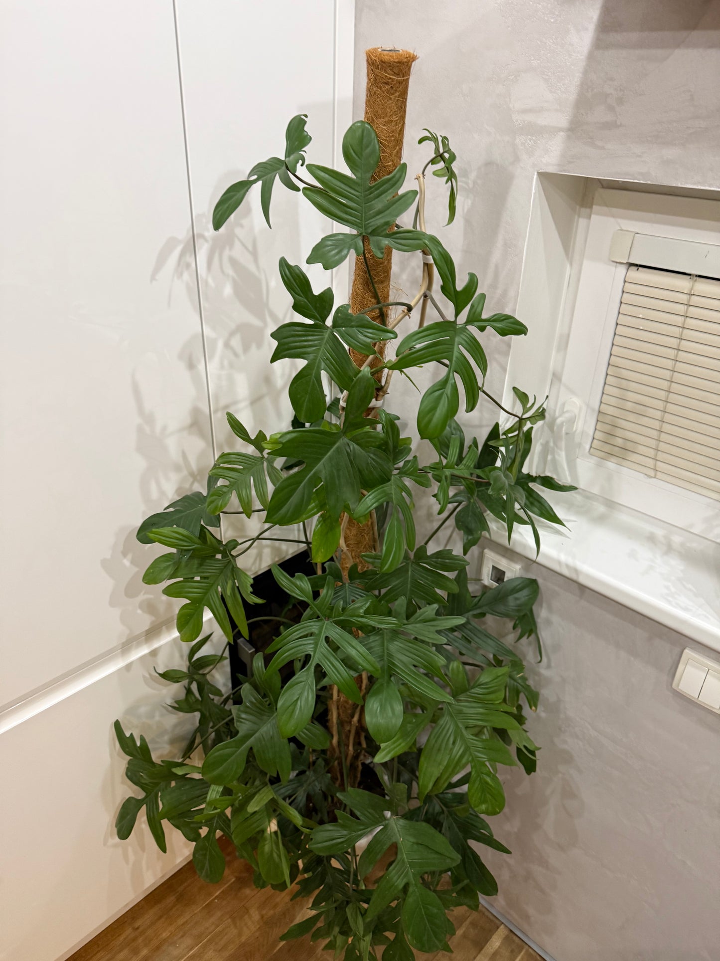 Philodendron pedatum 180cm -na dotaz