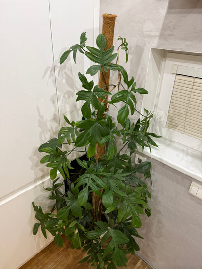 Philodendron pedatum 180cm -na dotaz