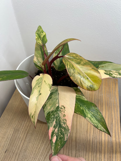 philodendron strawberry shake