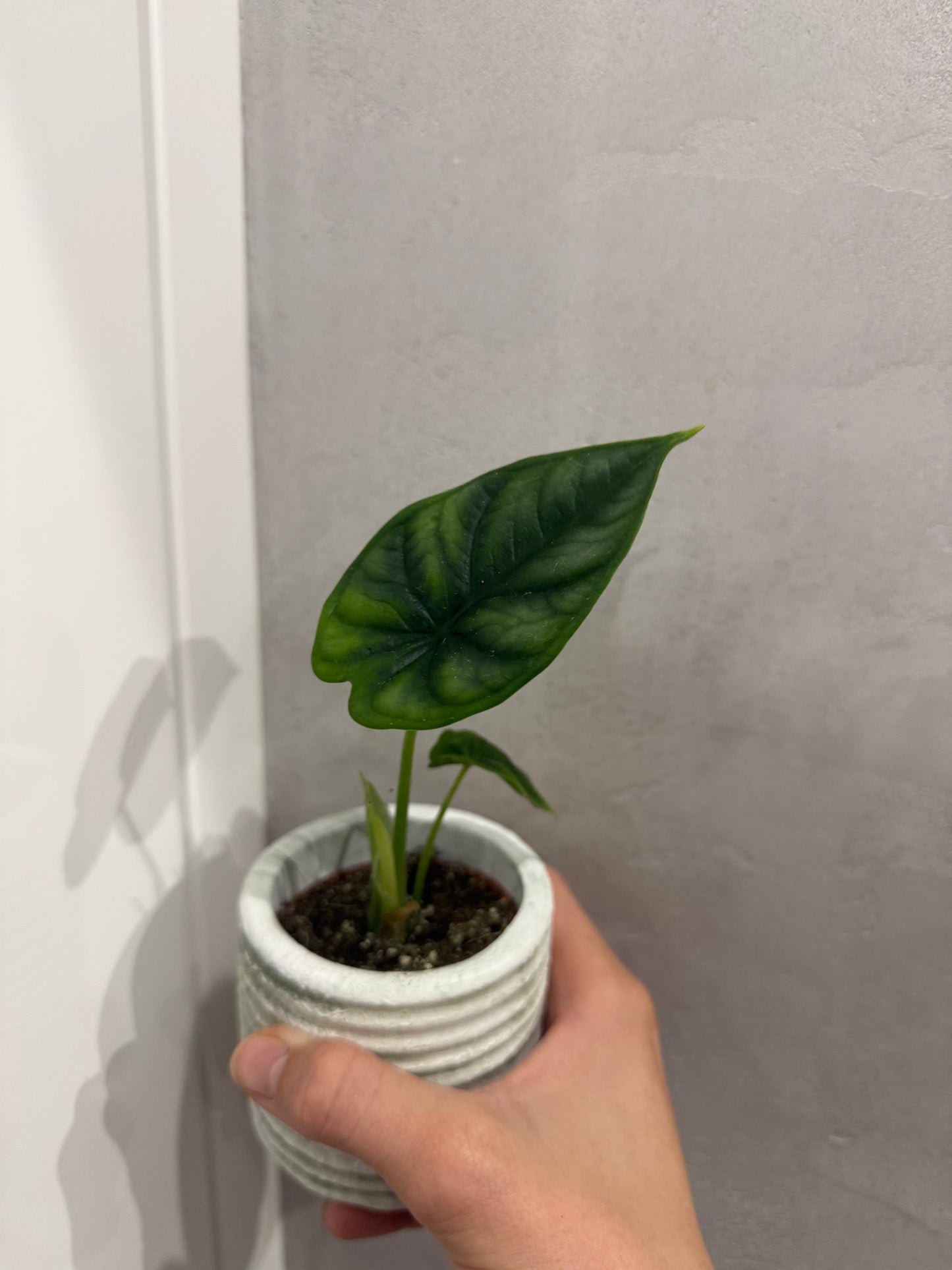 Alocasia Dragon Scale