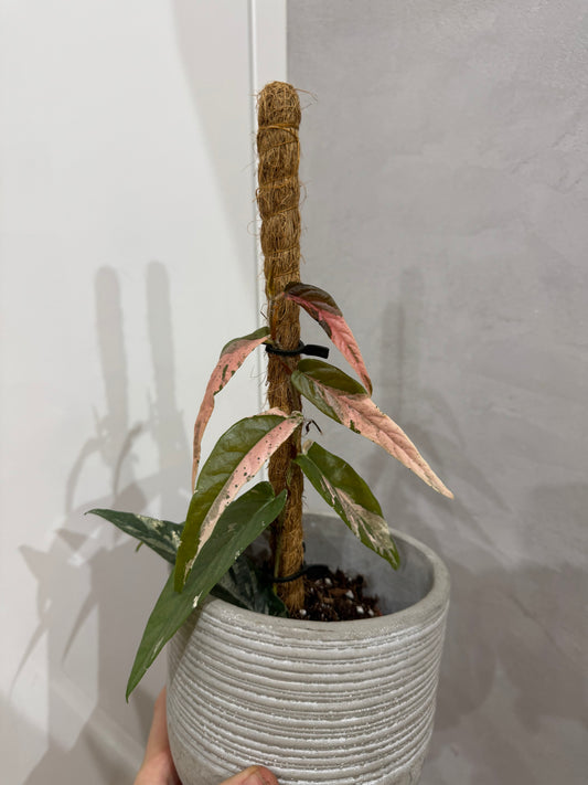 Ficus Sagittata Pink Variegata