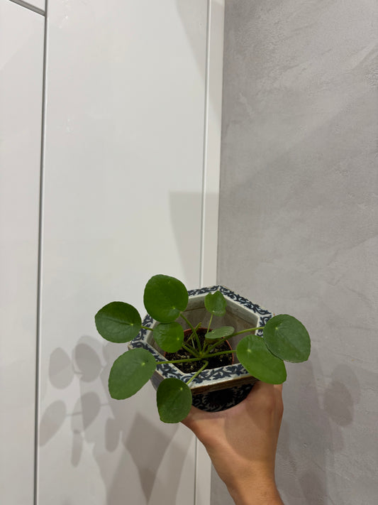 Pilea peperomioides
