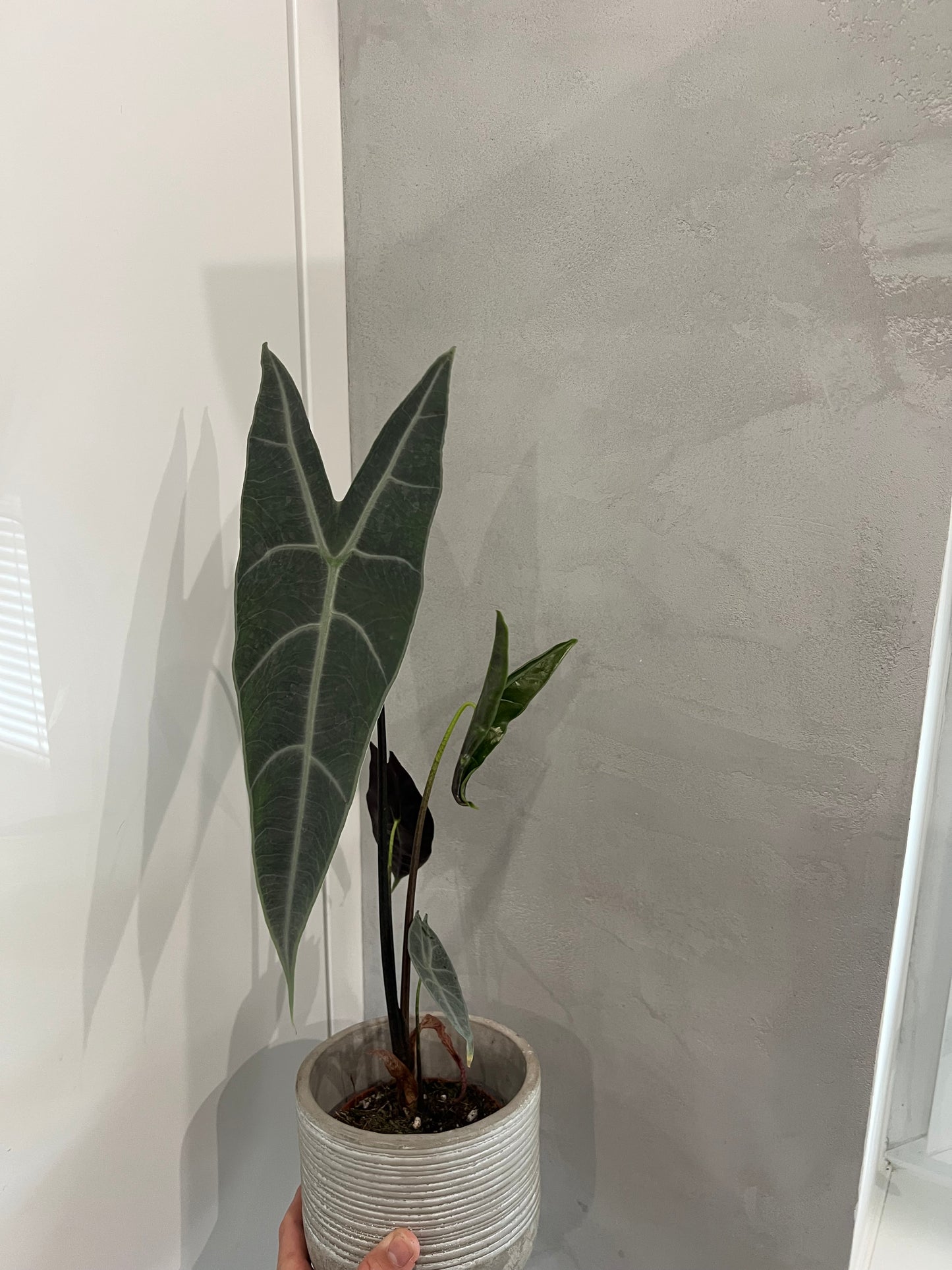 Alocasia longiloba silver
