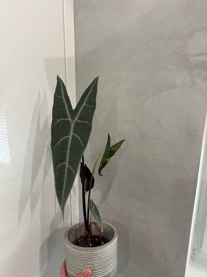 Alocasia longiloba silver