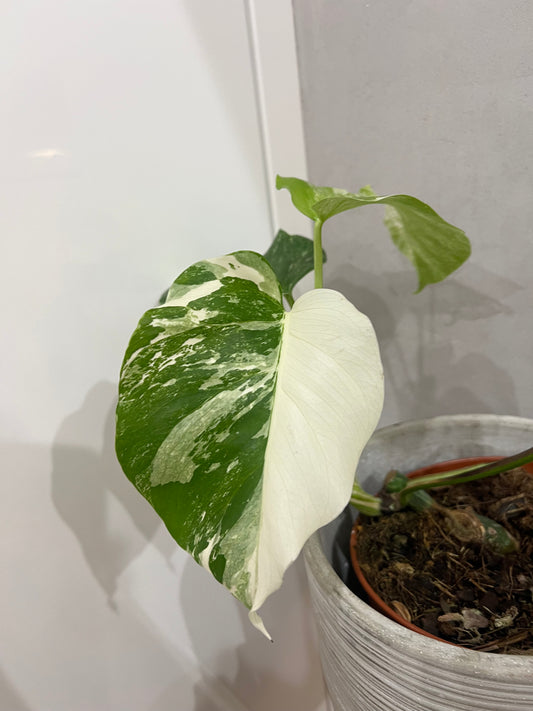 Monstera albo