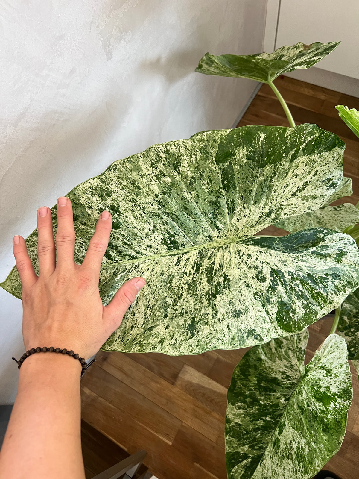 Alocasia Macrorrhiza Splash
