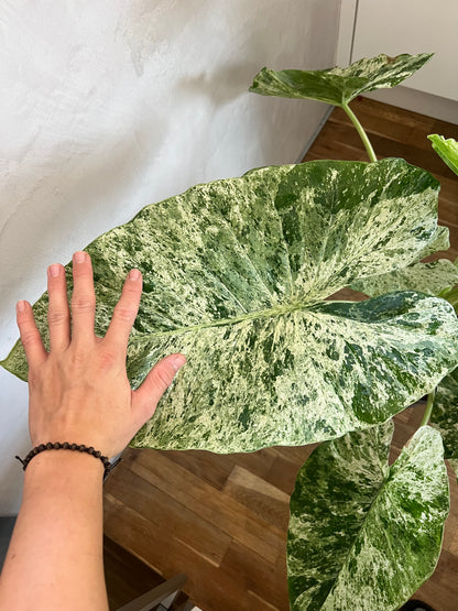 Alocasia Macrorrhiza Splash