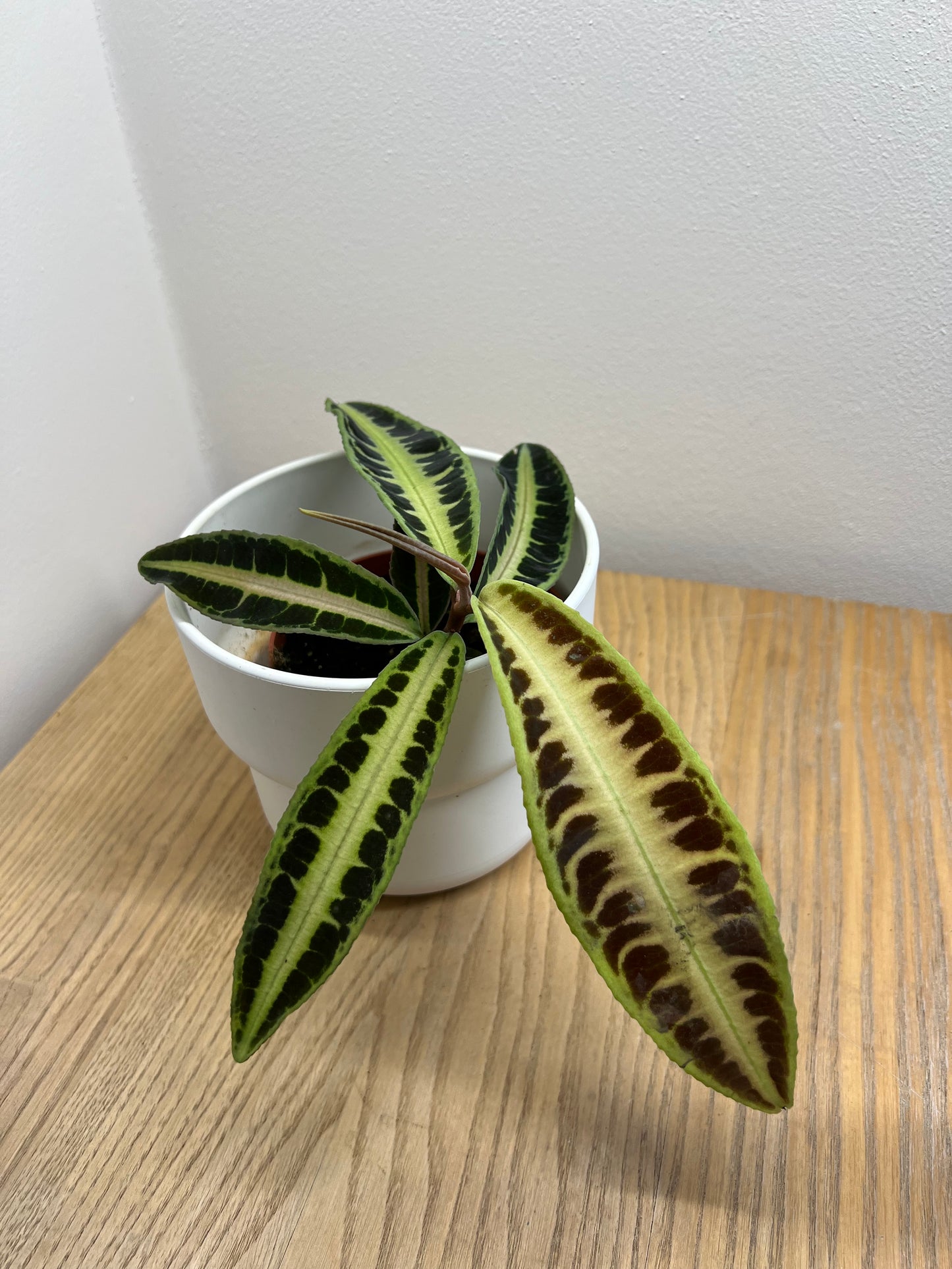 Labisia Jabi