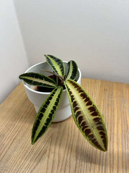 Labisia Jabi