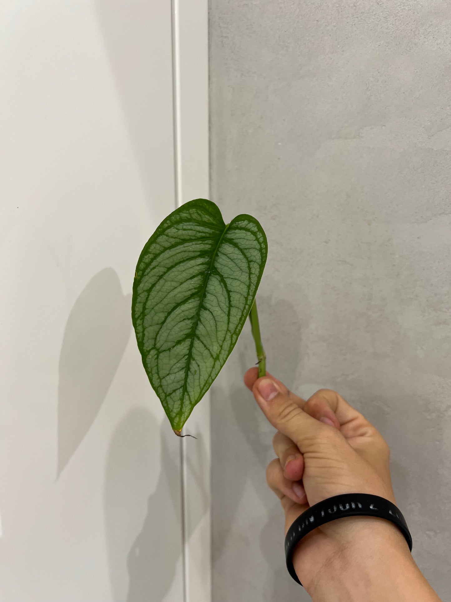 Monstera siltapecana el salvador