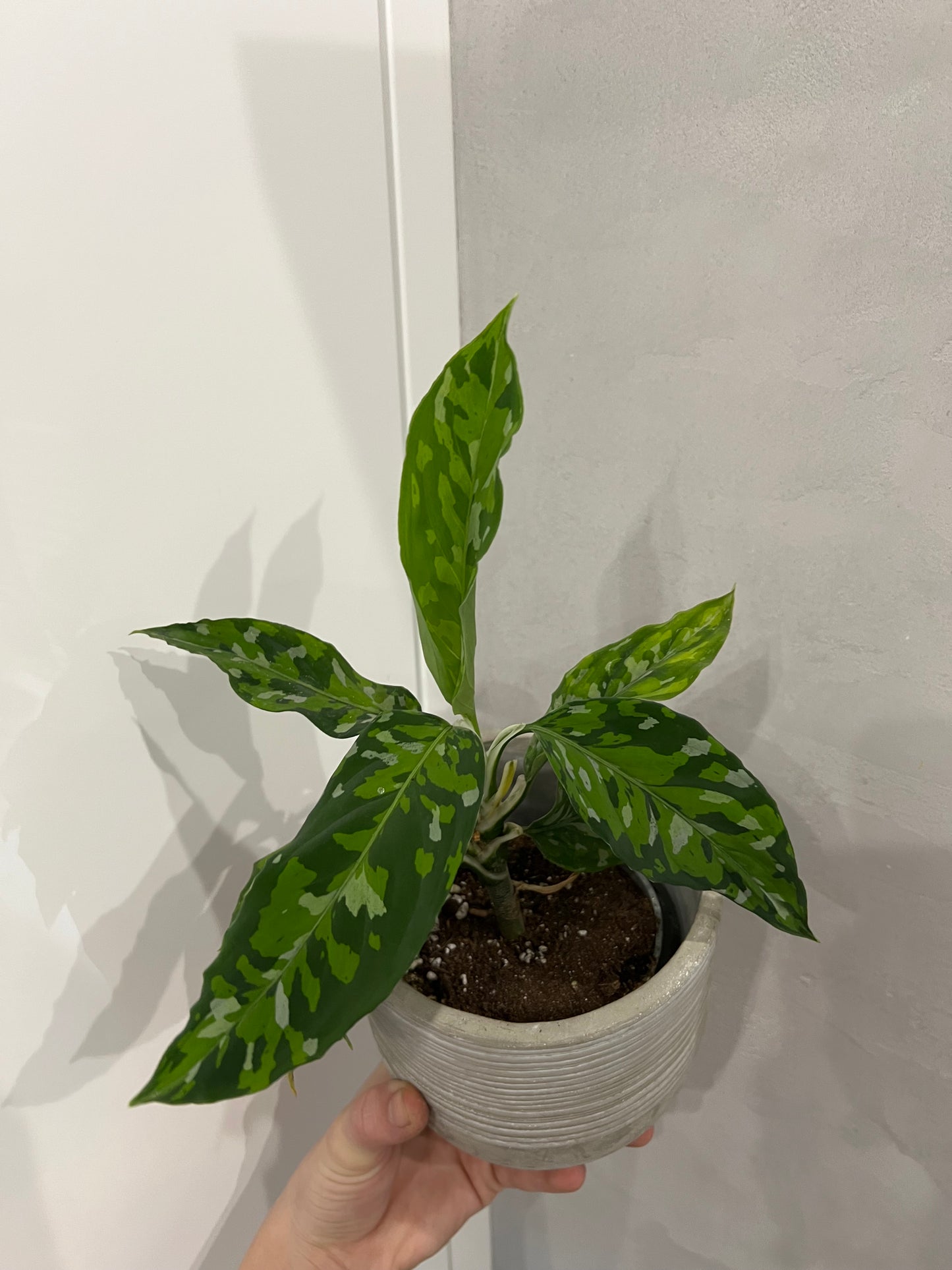 Aglaonema Pictum Tricolor