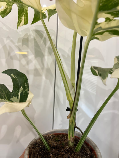 Monstera albo variegated