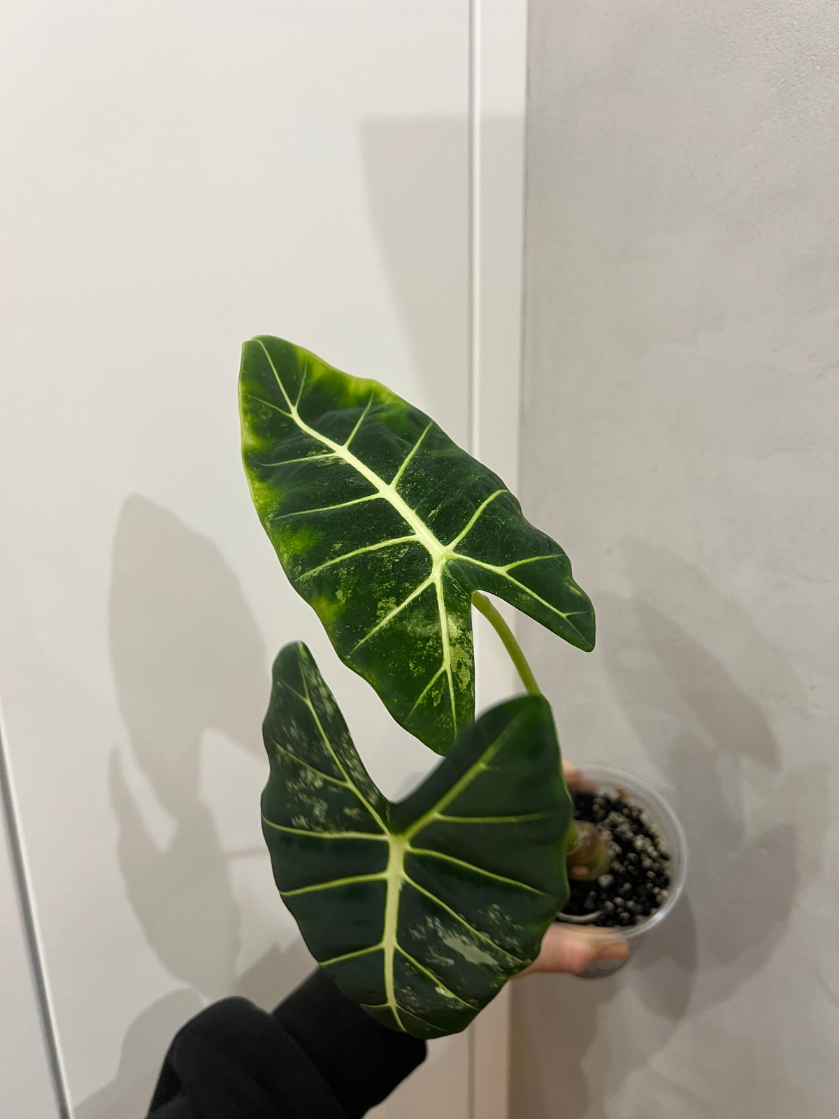 Alocasia frydek variegated
