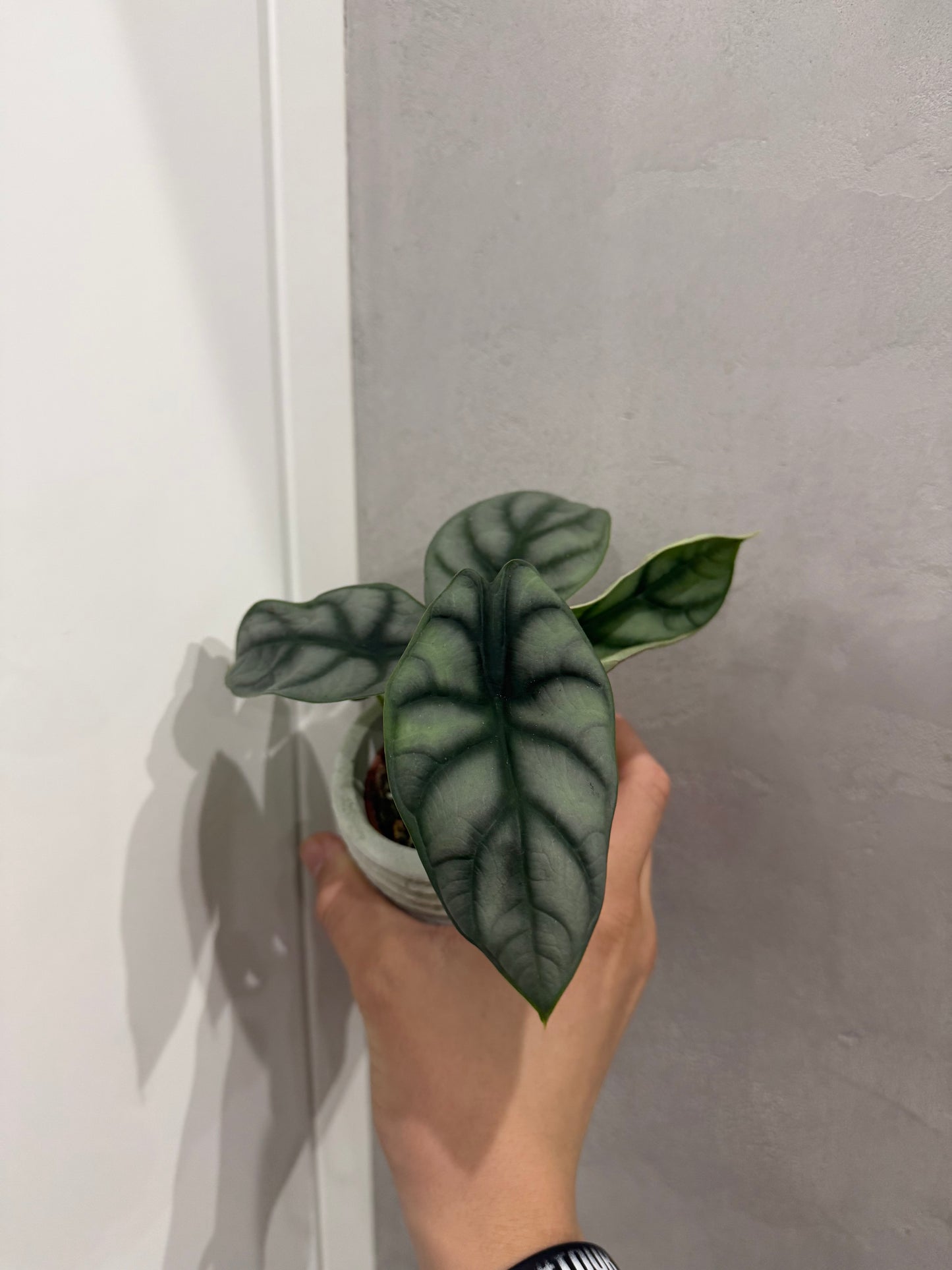 Alocasia Silver Dragon