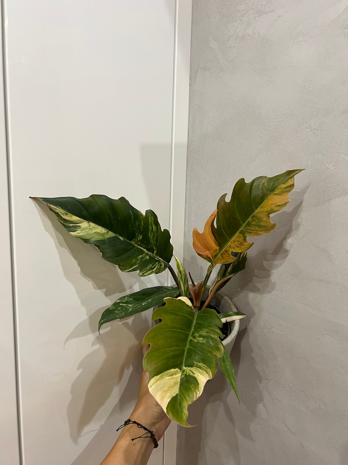Philodendron caramel marble