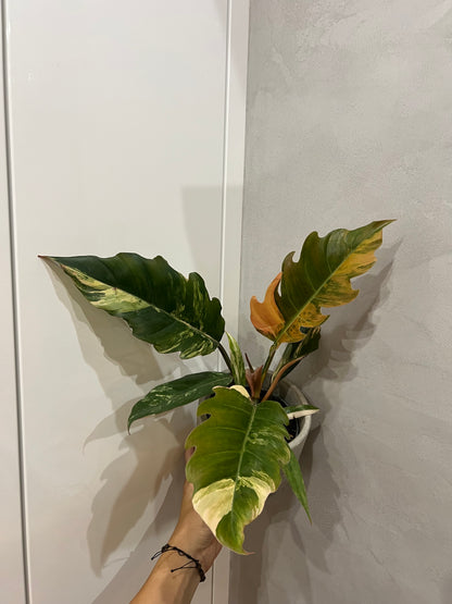 Philodendron caramel marble