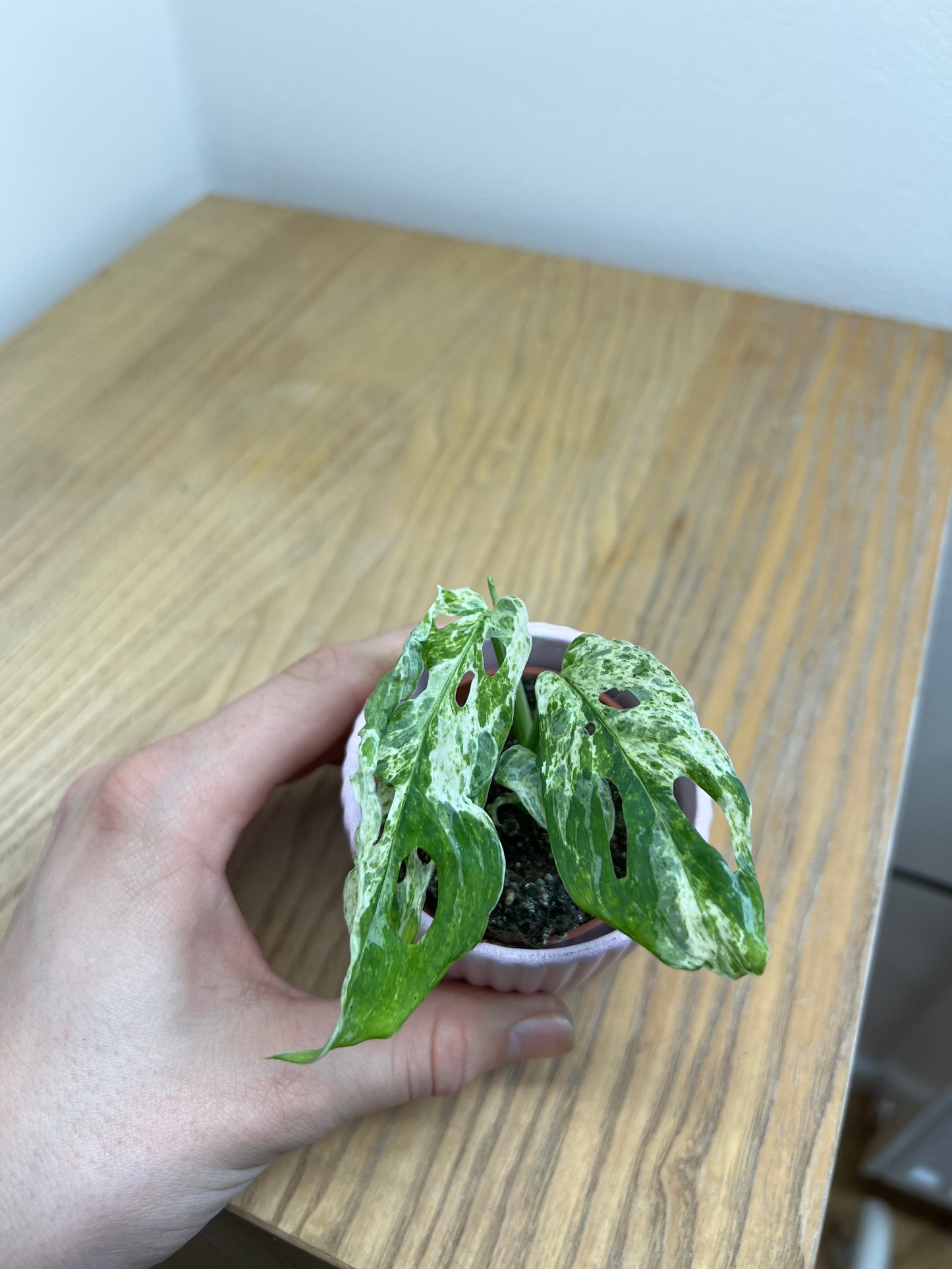 Monstera frozen freckles