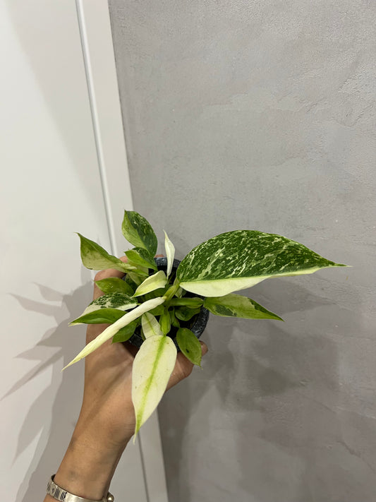 Philodendron jose bueno