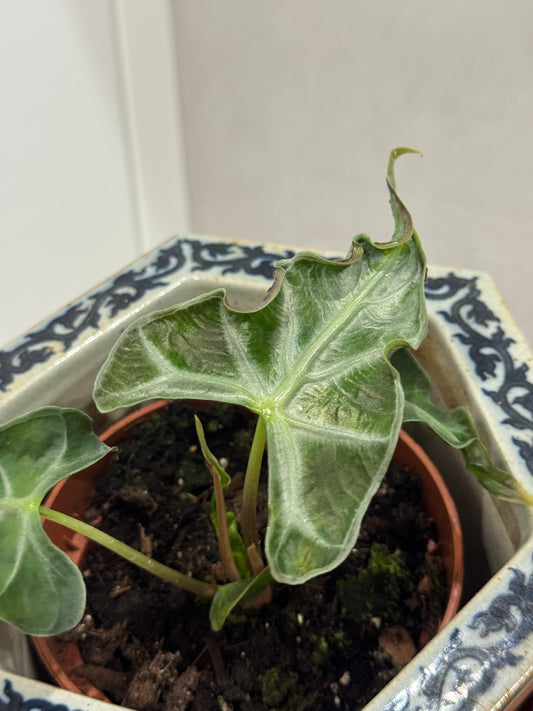 Alocasia loco