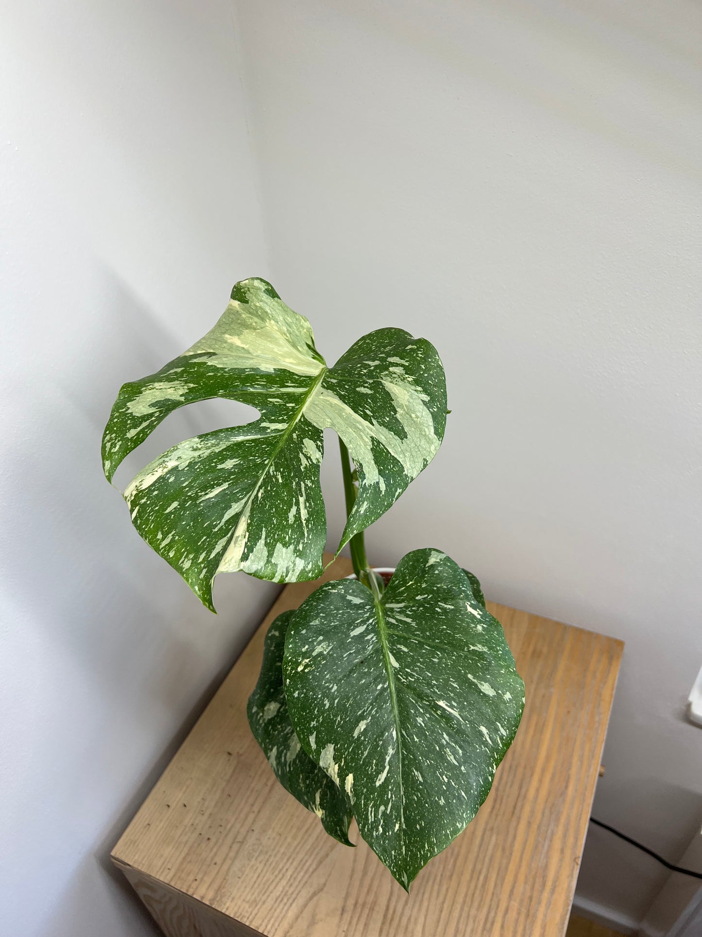 Monstera thai constellation