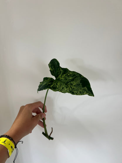 Syngonium mojito