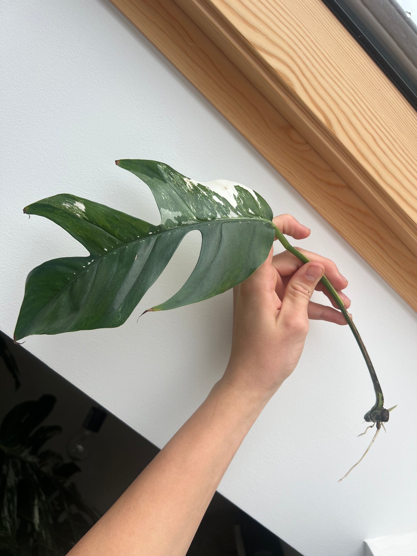 Epipremnum pinnatum albo variegated