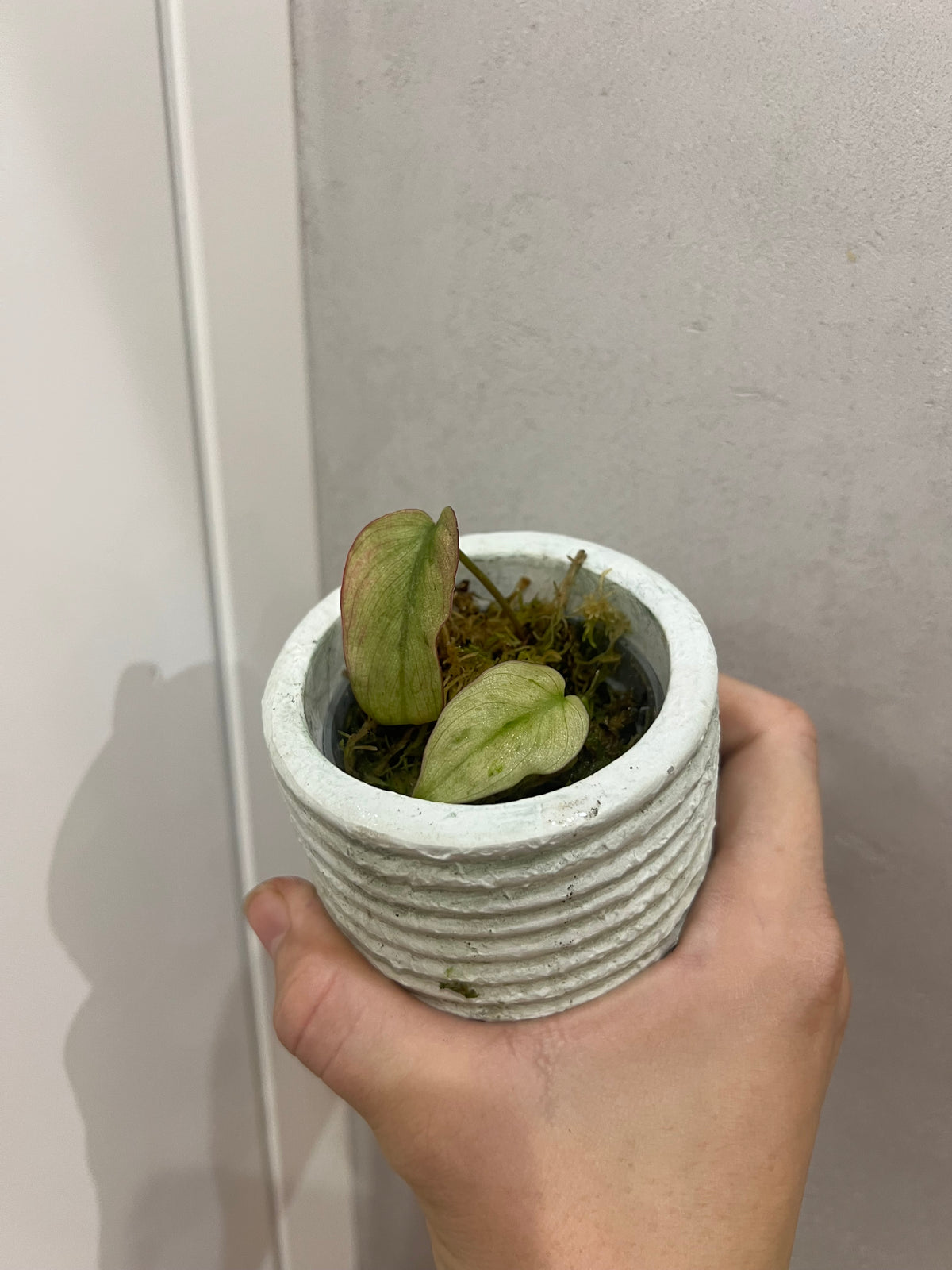 Philodendron micans mint variegated