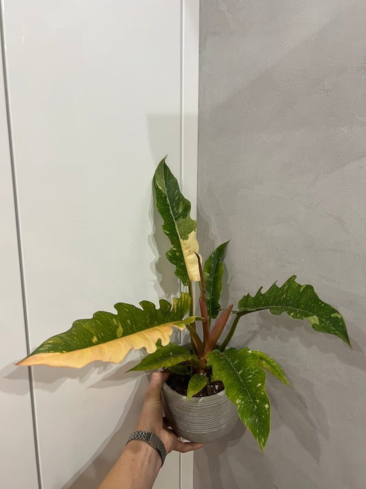 Philodendron ring of fire